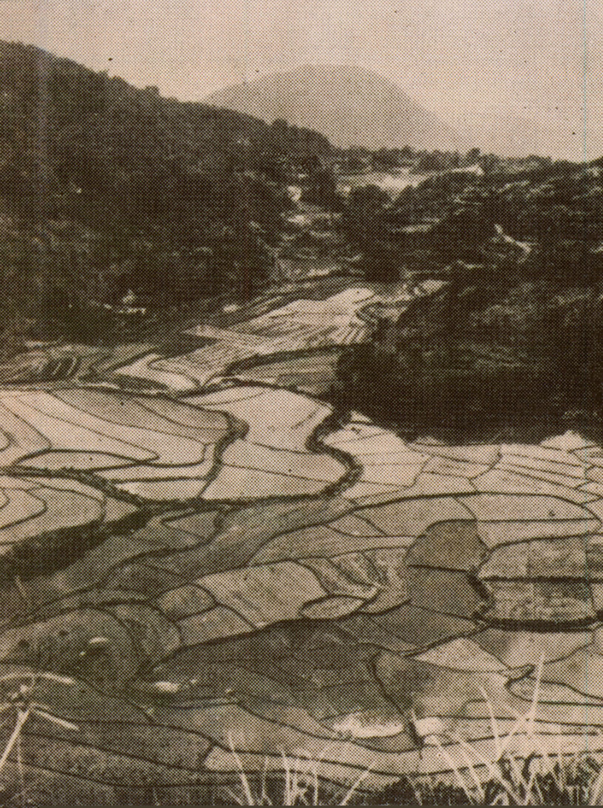 1960年代大屯山麓梯田
